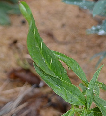 Dracunculus vulgaris DSC 0229