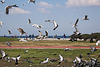 20120316 7829RAw [TR] Izmir, Mittelmeermöwe, Lachmöwe, Taube