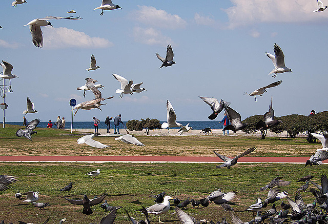 20120316 7828RAw [TR] Izmir, Mittelmeermöwe, Lachmöwe, Taube