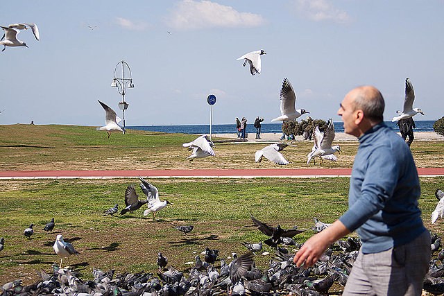 20120316 7827RAw [TR] Izmir, Mittelmeermöwe, Lachmöwe, Taube