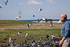 20120316 7826RAw [TR] Izmir, Mittelmeermöwe, Lachmöwe, Taube