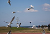 20120316 7824RAw [TR] Izmir, Lachmöwe