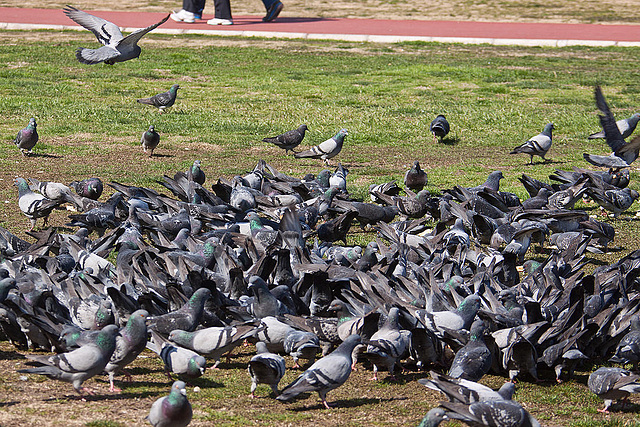 20120316 7821RAw [TR] Izmir, Tauben