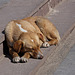 20120316 7811RAw [TR] Hund, Sonnenbad, Izmir, Türkei
