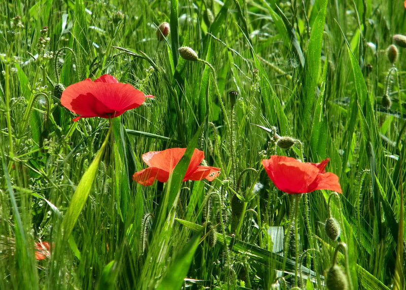 Coquelicots