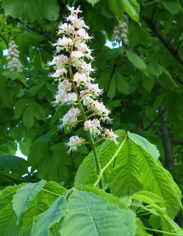 Fleur de marronnier