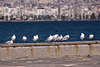 20120316 7800RAw [TR] Lachmöwen (Chroicocephalus ridibundus), Izmir