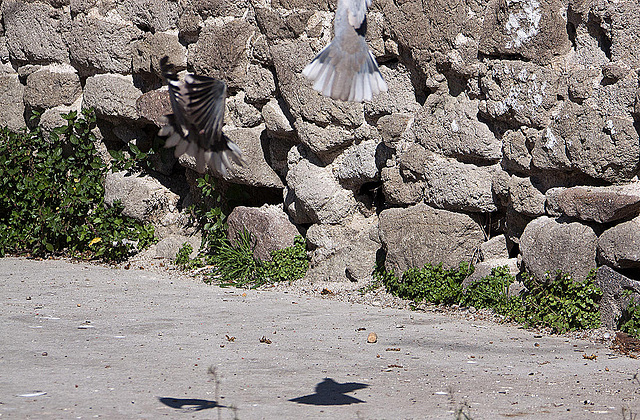 20120316 7798RAw [TR] Izmir, Taubenhochzeit