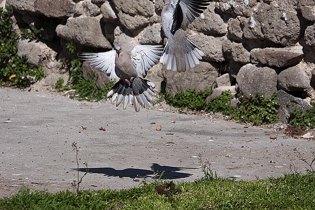 20120316 7796RAw [TR] Izmir, Taubenhochzeit