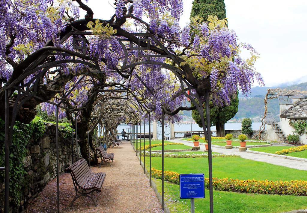 Orta