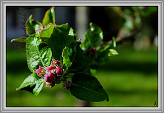 BOURGEONS de POMMIER ***