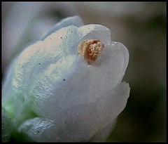 Avonia Avonia
