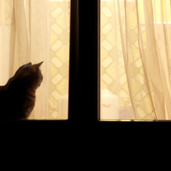 Katze am Fenster Katze am Fenster