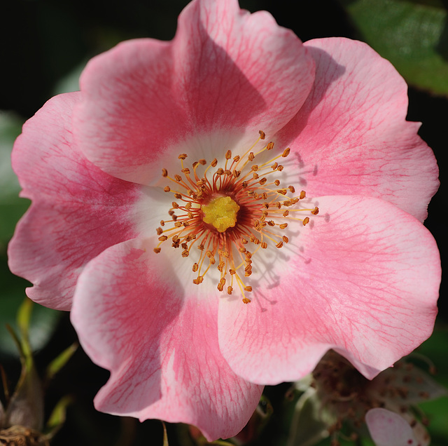 Macro sur une rose églantine...