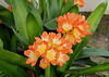Clivia miniata (3)