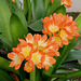 Clivia miniata (3)