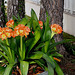 Clivia miniata (4)