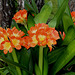 Clivia miniata (5)