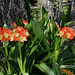 Clivia miniata (6)