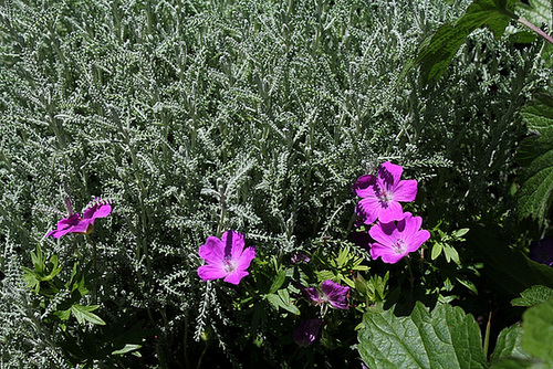 Geranium sanguineum (3)