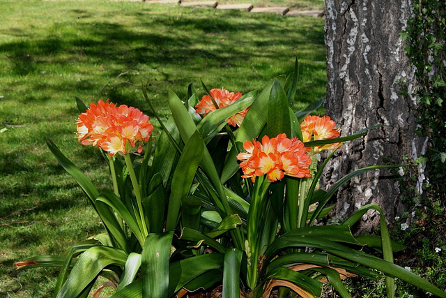 Clivia miniata (7)