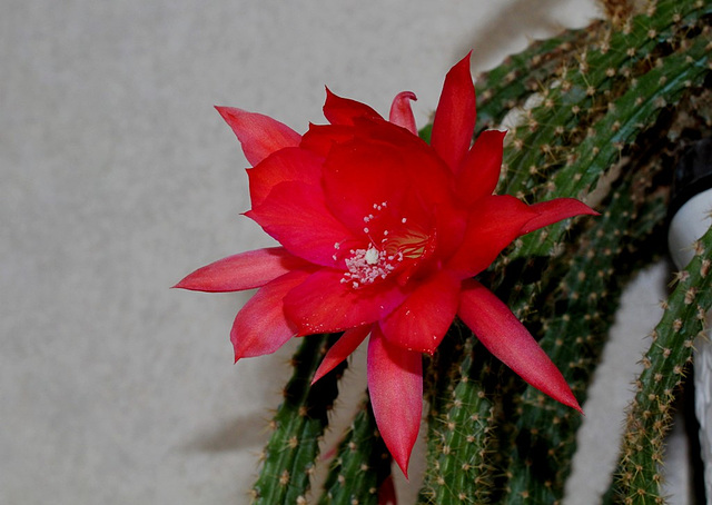 Aporocactus mallisonii