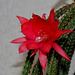 Aporocactus mallisonii