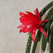 Aporocactus mallisonii (2)