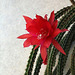 Aporocactus mallisonii (3)