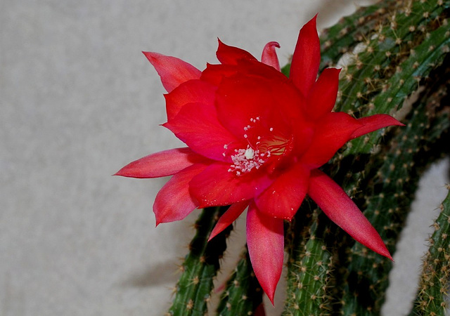 Aporocactus mallisonii (4)