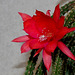 Aporocactus mallisonii (4)