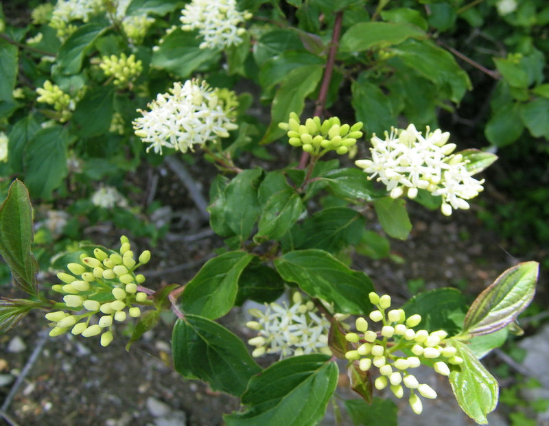 Fleurs de sureau