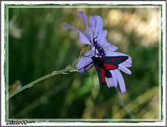 papillon des gorges du VERDON