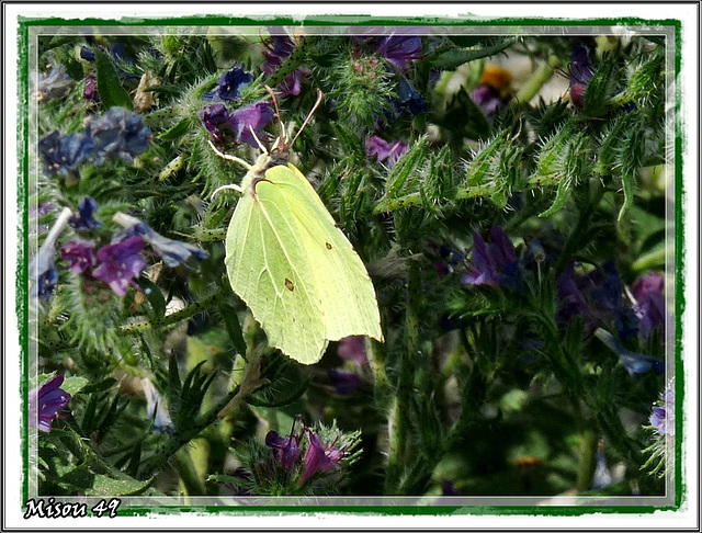 papillon des gorges du VERDON