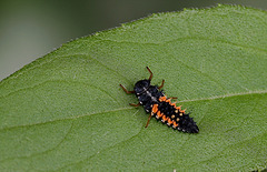 Larve Coccinelle asiatique