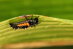 Larve Coccinelle asiatique (2)