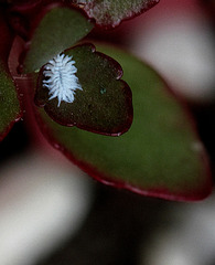 Larve de Coccinelle australienne (3)