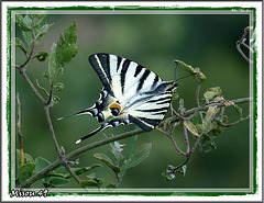 papillon des gorges du VERDON