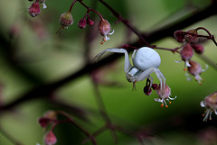 Misumena vatia