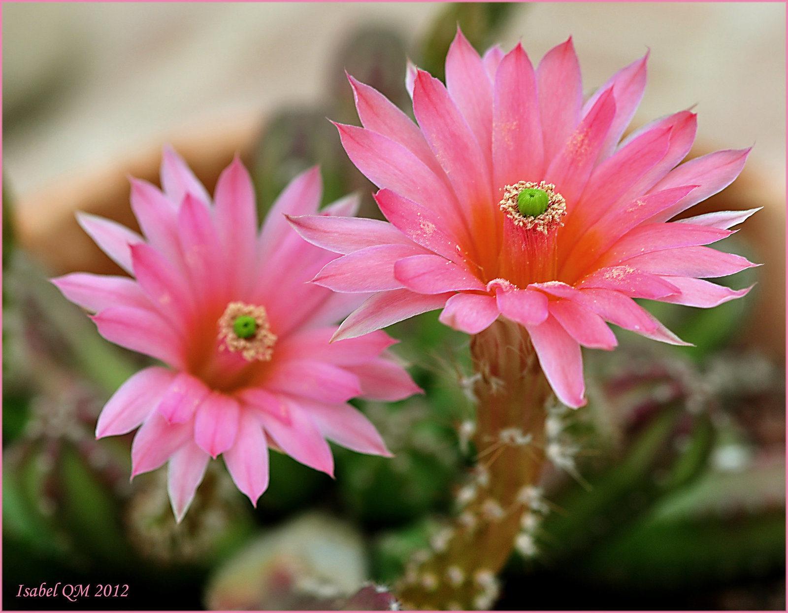 Echinocereus