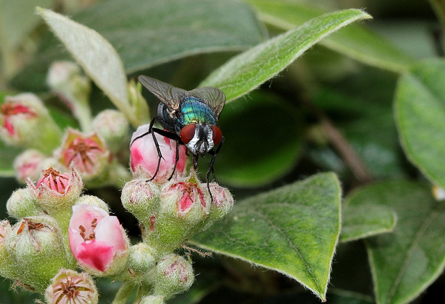 Mouche verte (2)