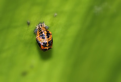 Nymphe Coccinelle