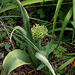 Allium christophii