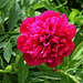 Paeonia officinalis