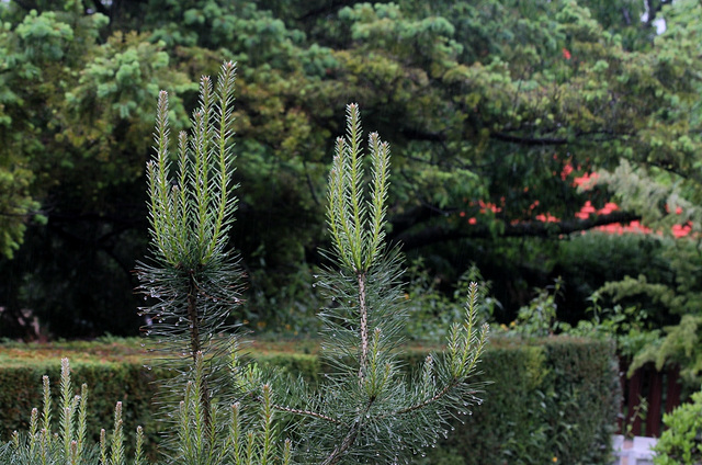 Pinus silvestris sous la pluie (2)