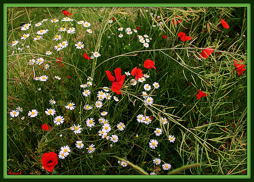 LES COULEURS DU PRINTEMPS ****