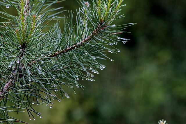 Pinus silvestris sous la pluie (3)