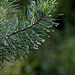 Pinus silvestris sous la pluie (3)