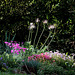 Rocaille de mai avec Dianthus