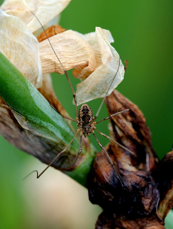 Opilion- Phalangium opilio